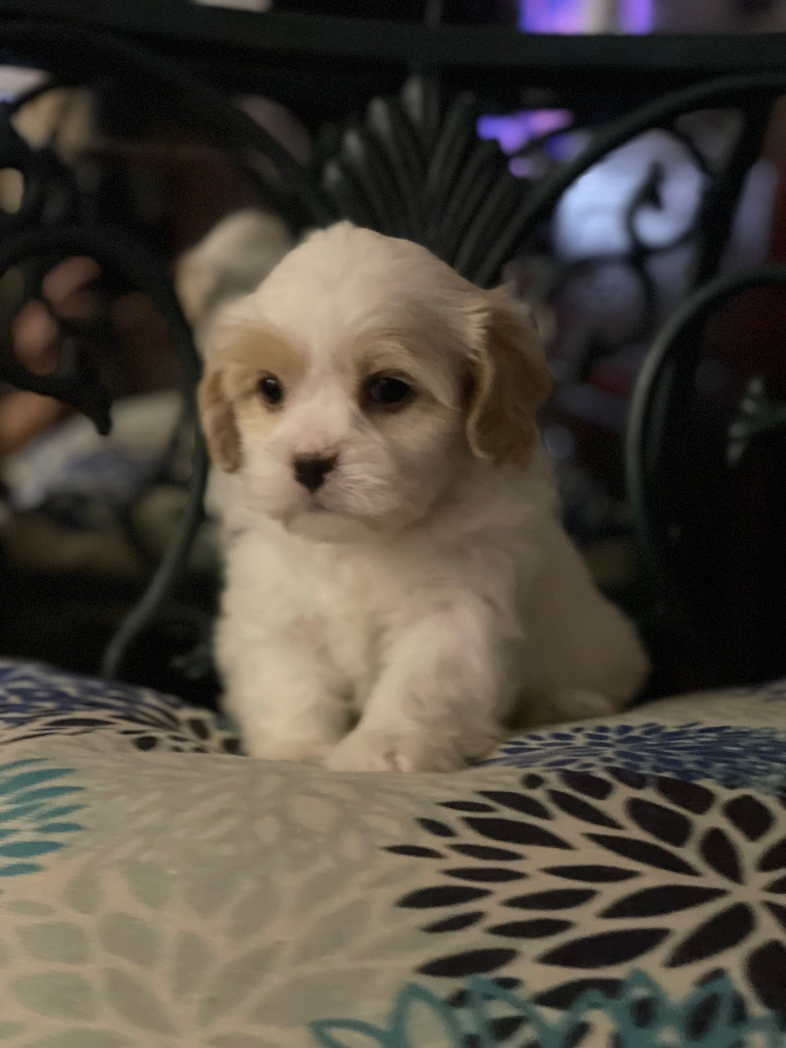 Shih Havanese Maltese For Sale Buy Havanese Shih Tzu Mix Puppies